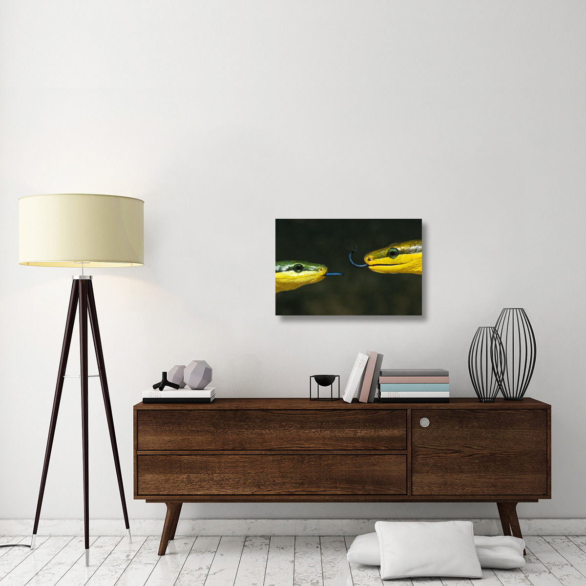 Colubrid Snake two making initial contact, using tongue to identify friend, enemy, or prey-Canvas Art-30&quotx20"