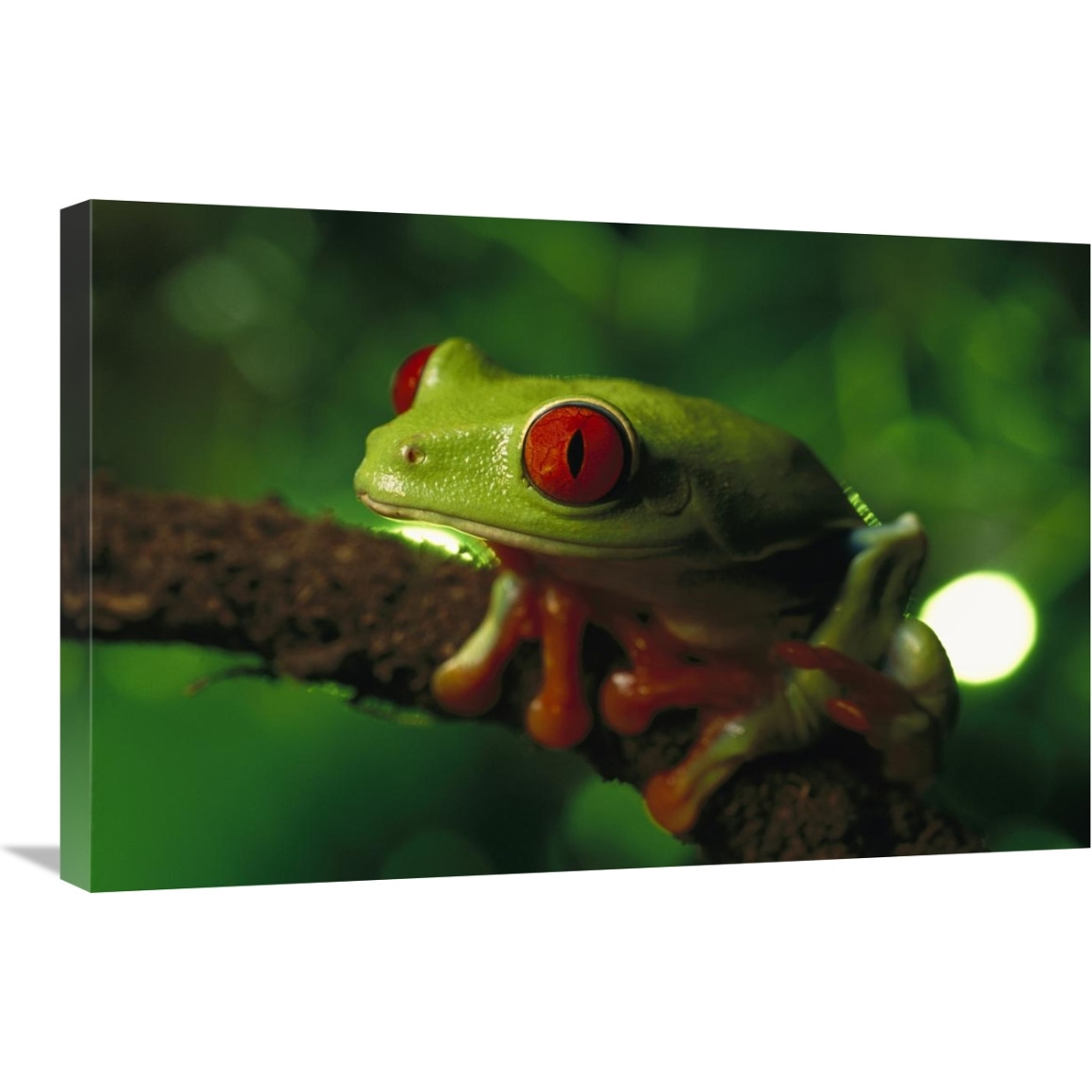 Red-eyed Tree Frog portrait sitting on a twig, native to tropical rainforests of Central America-Canvas Art-30&quotx20"