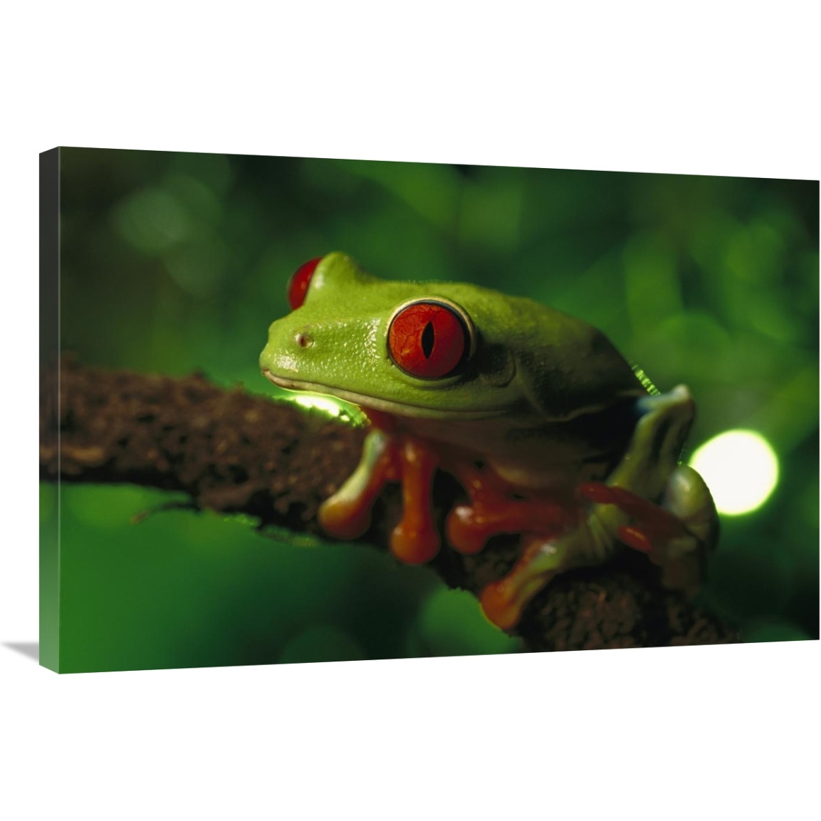 Red-eyed Tree Frog portrait sitting on a twig, native to tropical rainforests of Central America-Canvas Art-36&quotx24"