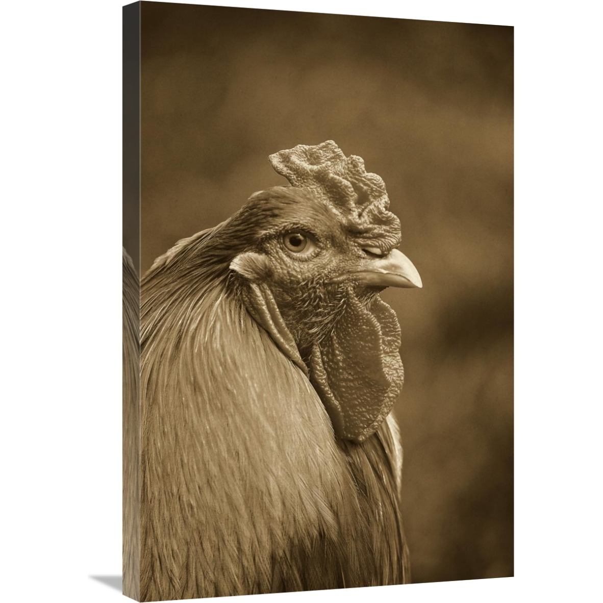 Domestic Chicken, Partridge Brahma, cockerel, close-up of head-Canvas Art-20&quotx30"