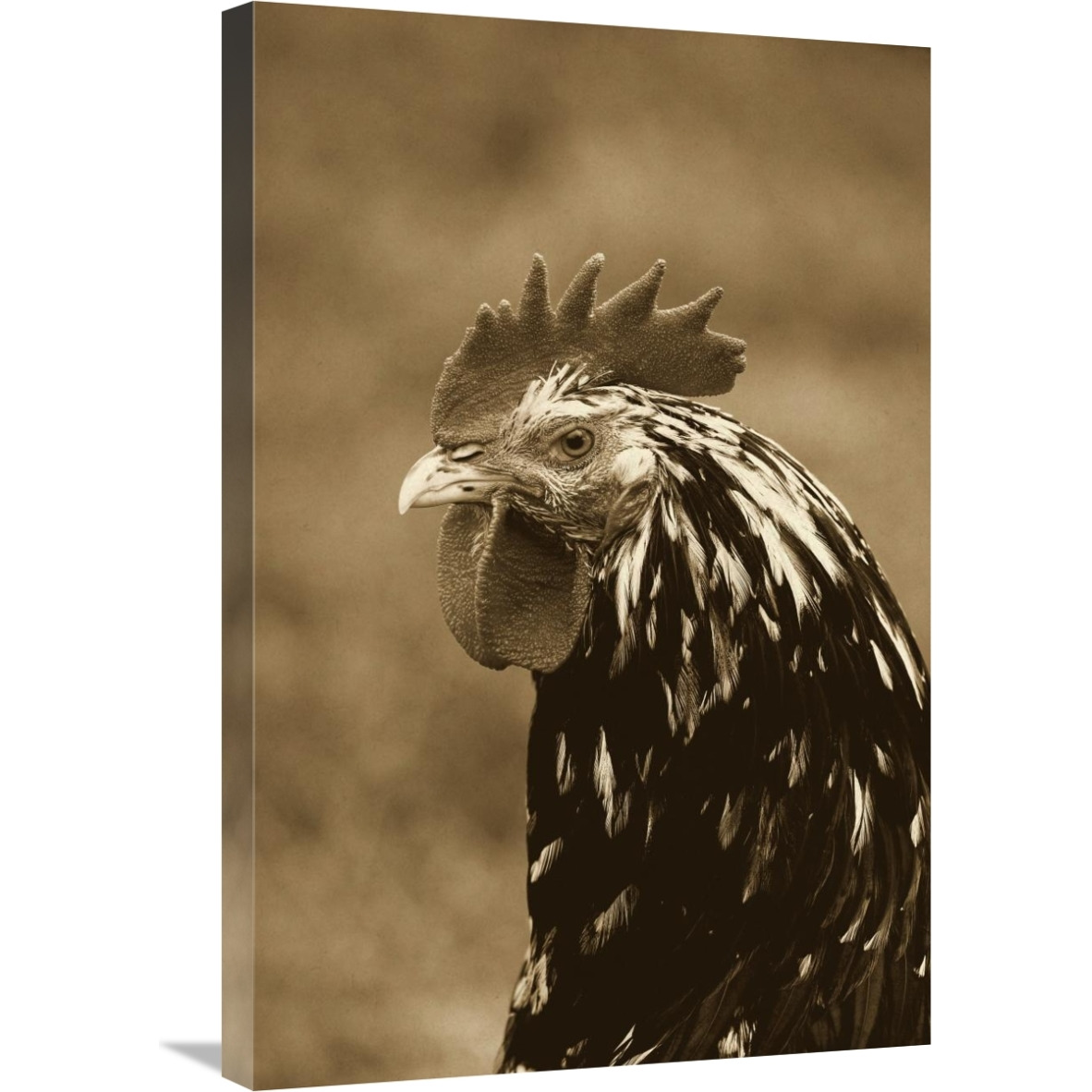 Domestic Chicken, Gournay cockerel, close-up of head, Normandy, France-Canvas Art-20&quotx30"