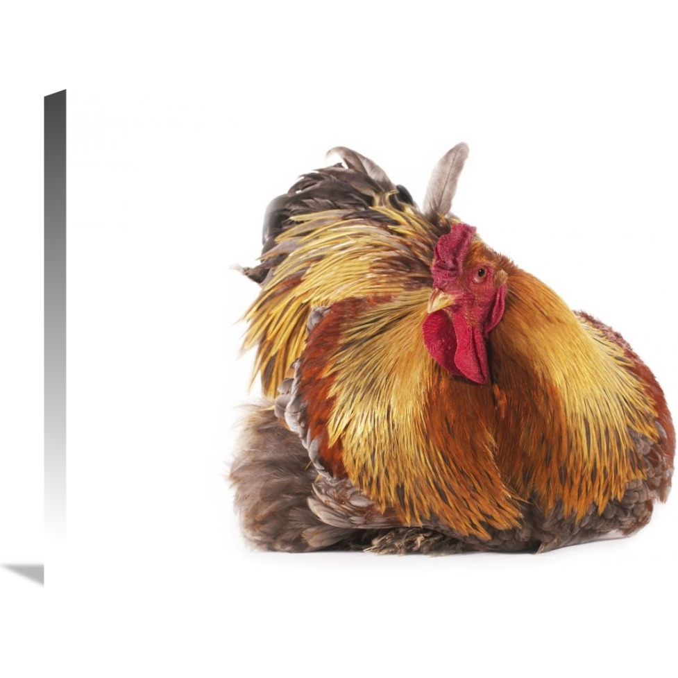 Domestic Chicken, Partridge Brahma, cockerel, sitting-Canvas Art-30&quotx20"
