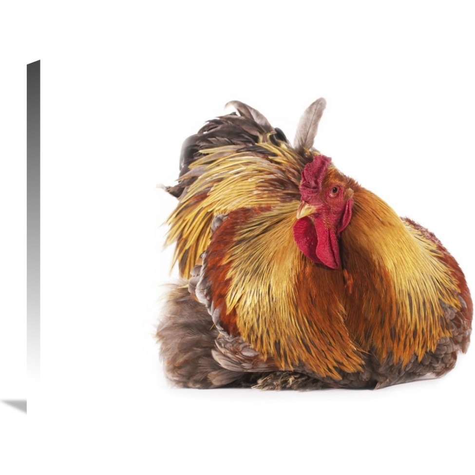 Domestic Chicken, Partridge Brahma, cockerel, sitting-Canvas Art-36&quotx24"
