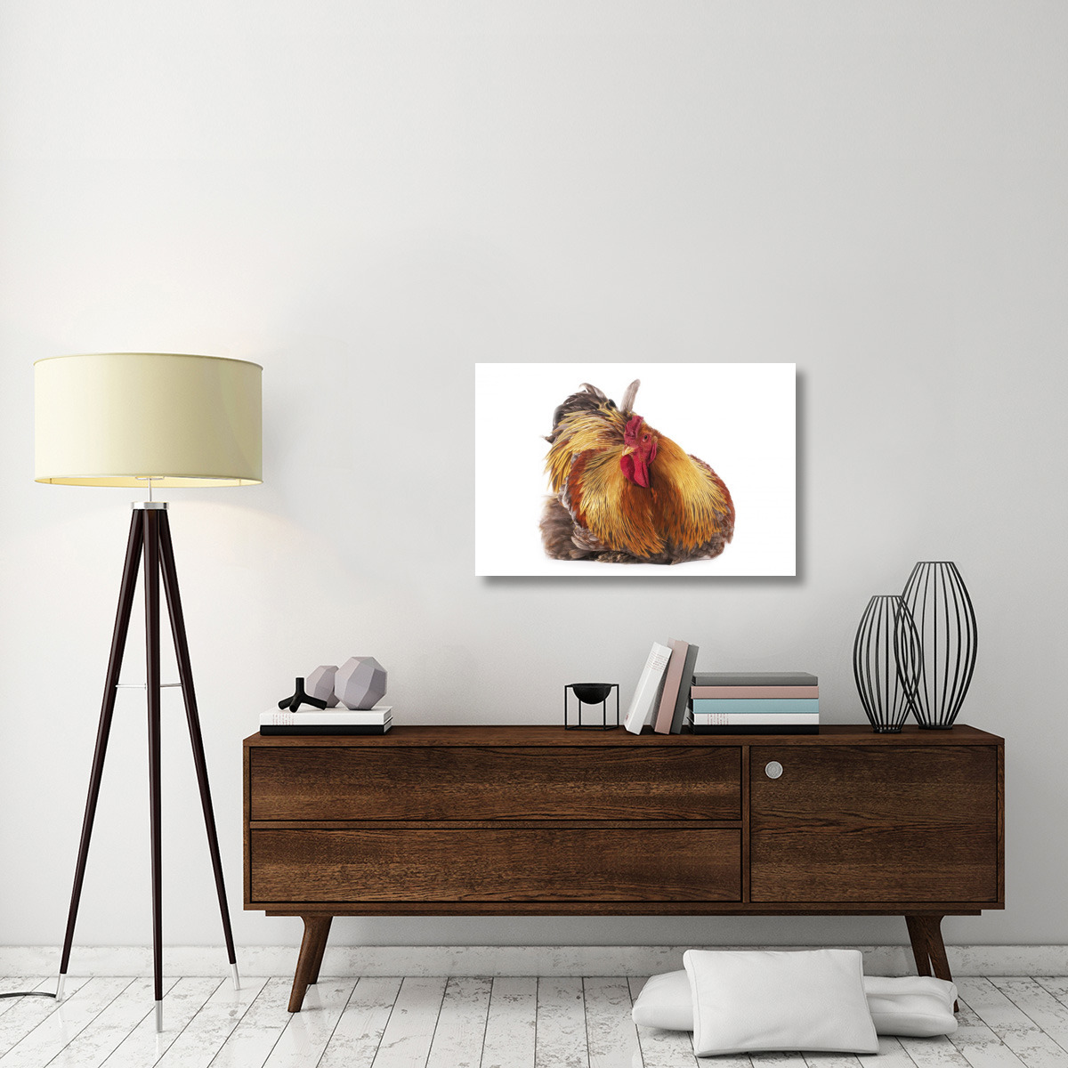 Domestic Chicken, Partridge Brahma, cockerel, sitting-Canvas Art-36&quotx24"
