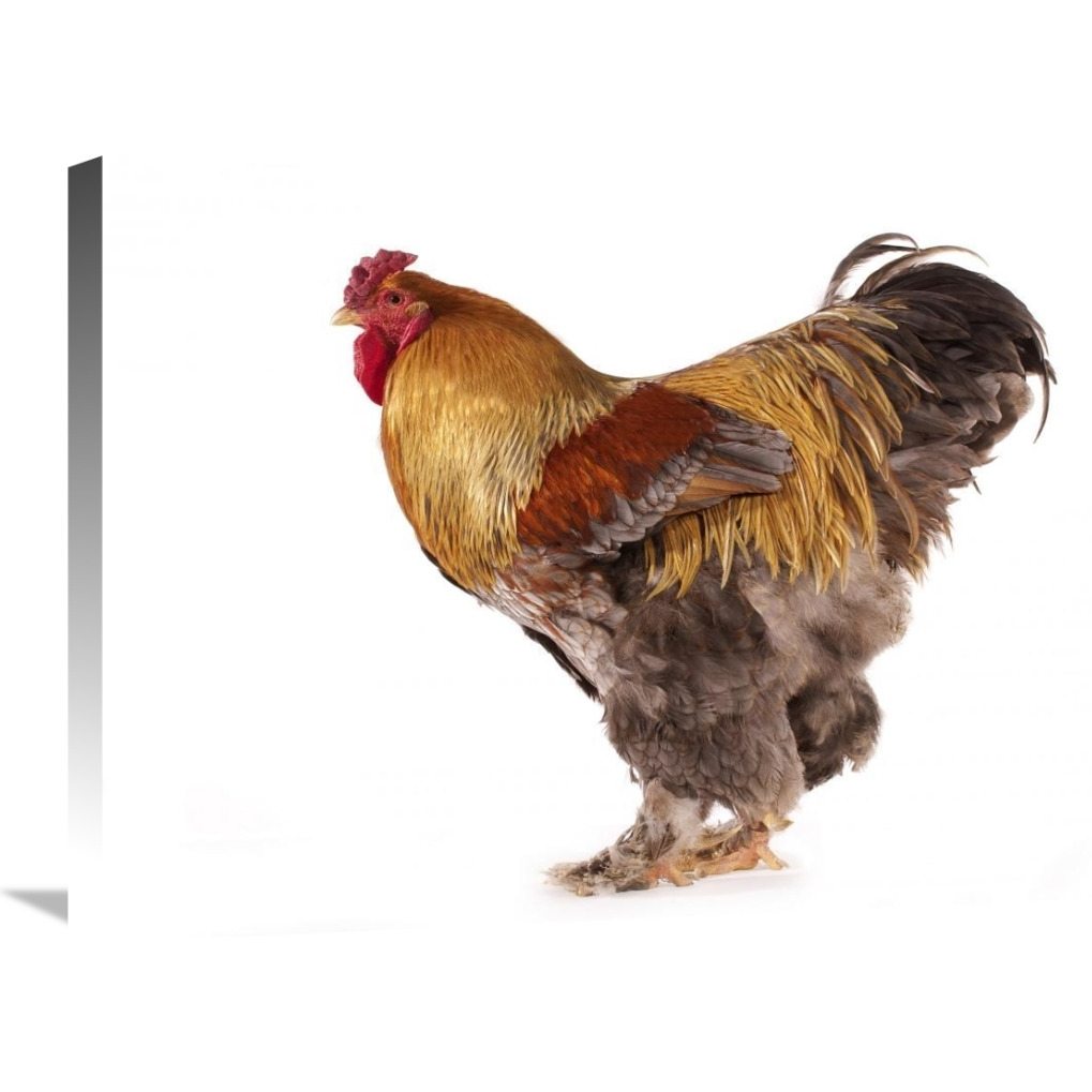 Domestic Chicken, Partridge Brahma, cockerel, standing-Canvas Art-30&quotx20"