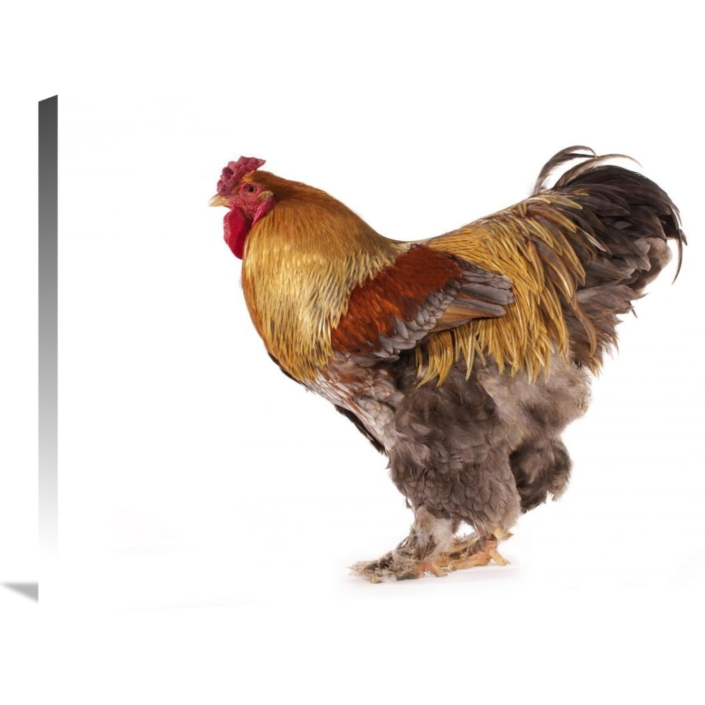 Domestic Chicken, Partridge Brahma, cockerel, standing-Canvas Art-36&quotx24"