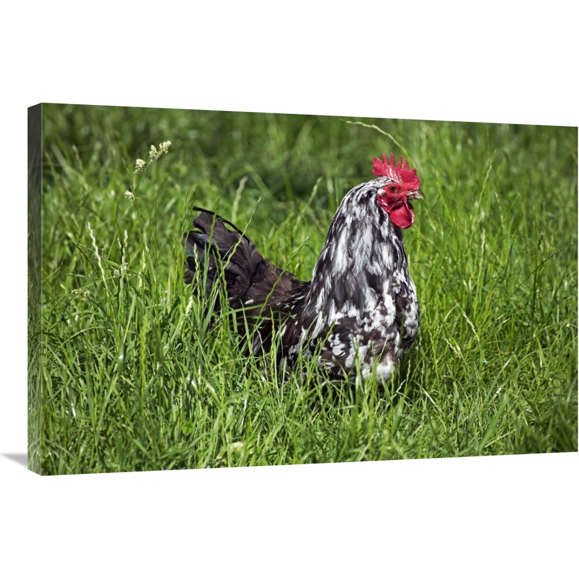 Domestic Chicken, Braekel, cockerel, standing in grass-Canvas Art-36&quotx24"