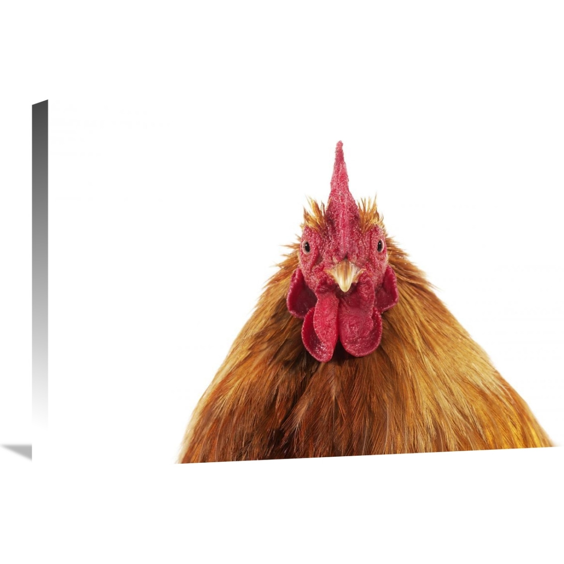 Domestic Chicken, Partridge Brahma, cockerel, close-up of head-Canvas Art-30&quotx20"