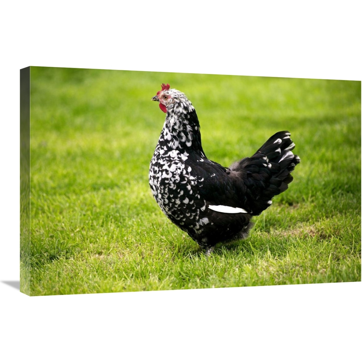 Domestic Chicken, Gournay hen, standing on grass, Normandy, France-Canvas Art-30&quotx20"
