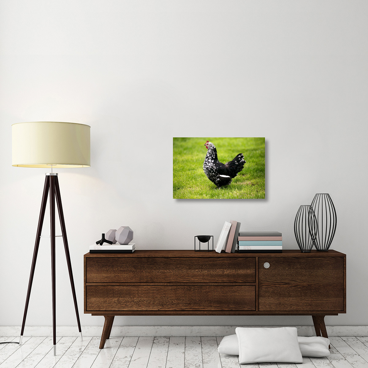 Domestic Chicken, Gournay hen, standing on grass, Normandy, France-Canvas Art-30&quotx20"