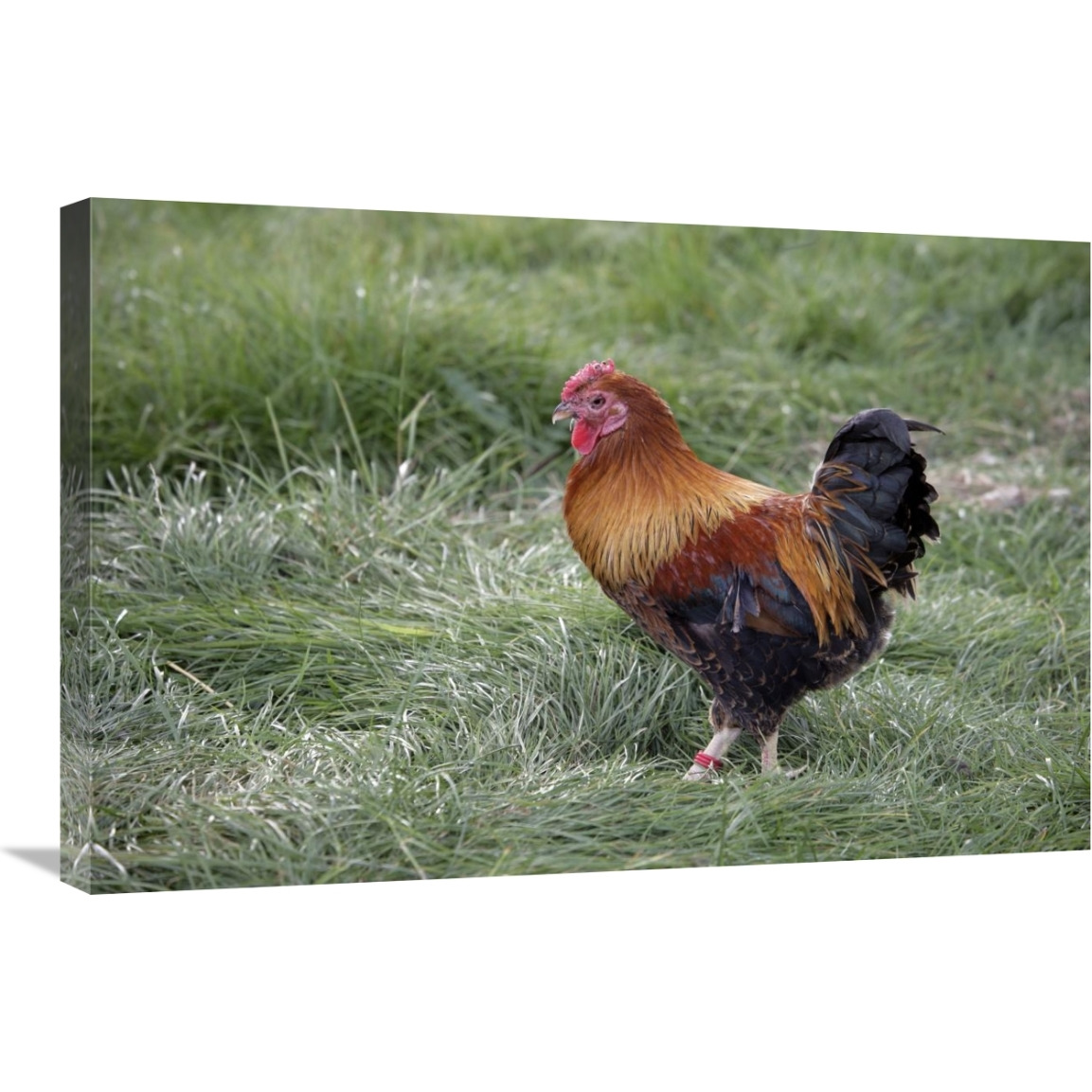Domestic Chicken, Partridge Wyandotte Miniature, cockerel-Canvas Art-30&quotx20"