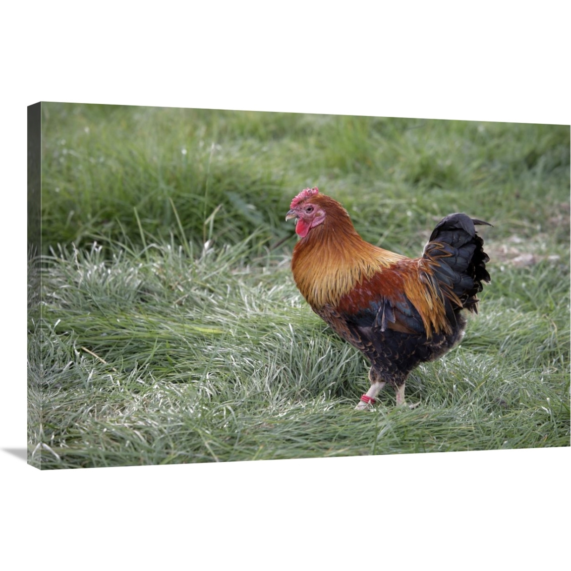 Domestic Chicken, Partridge Wyandotte Miniature, cockerel-Canvas Art-36&quotx24"