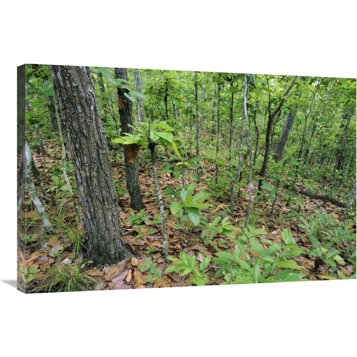 Forest in Rainy Season, Thailand-Canvas Art-36&quotx24"