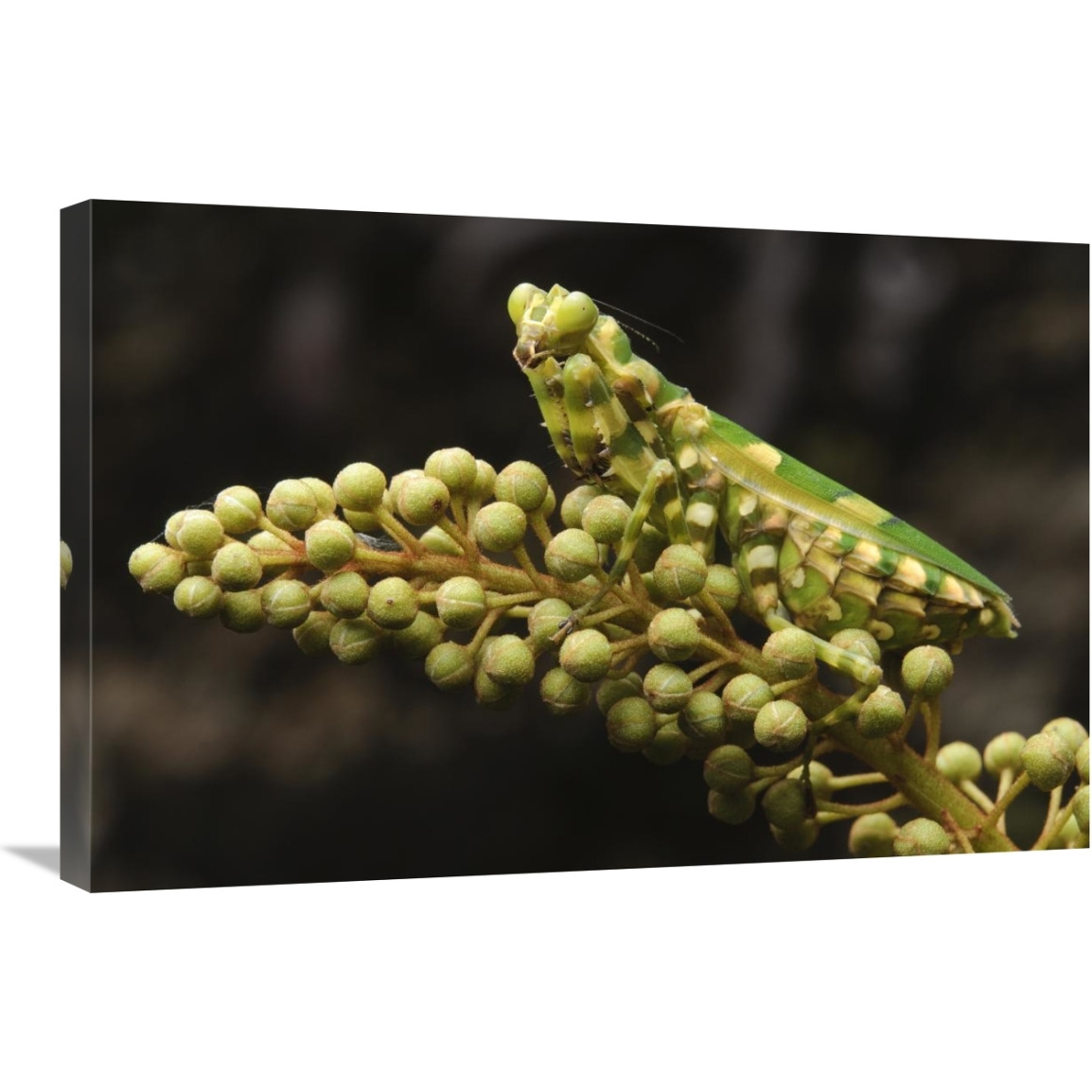 Mantis on Pitcher Plant-Canvas Art-30&quotx20"