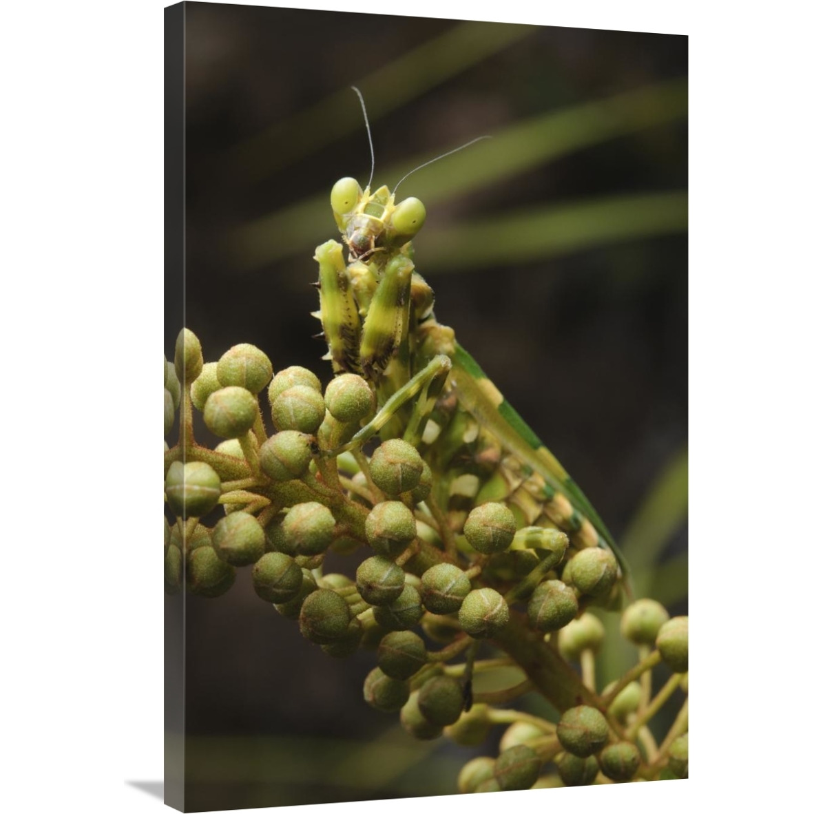 Mantis on Pitcher Plant-Canvas Art-24&quotx36"