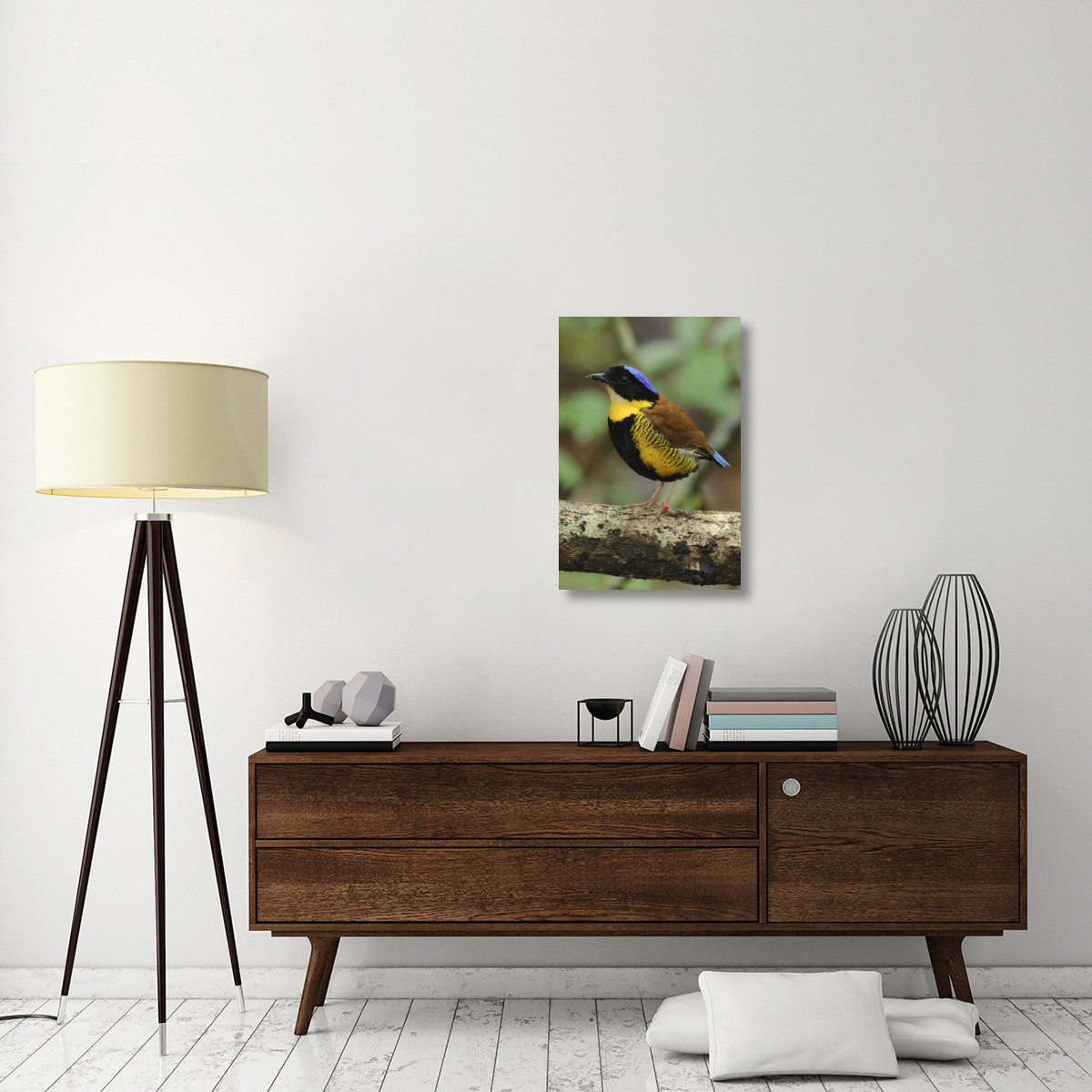 Gurney&quots Pitta male, Krabi, Thailand-Canvas Art-20&quotx30"