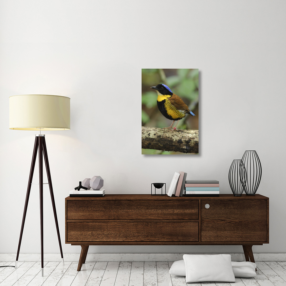 Gurney&quots Pitta male, Krabi, Thailand-Canvas Art-24&quotx36"