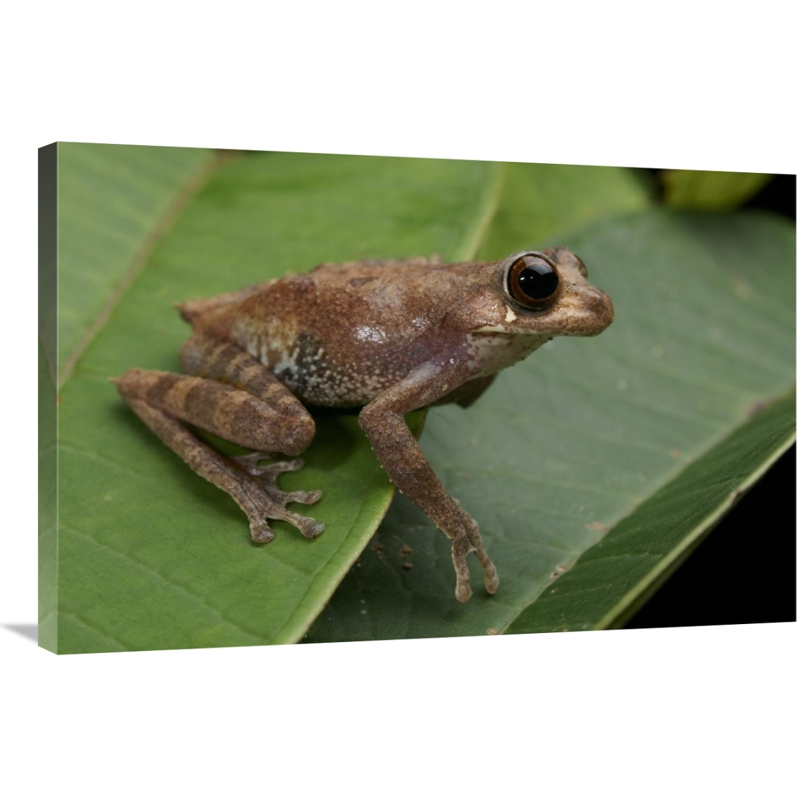 Shrub Frog, Sarawak, Borneo, Malaysia-Canvas Art-36&quotx24"