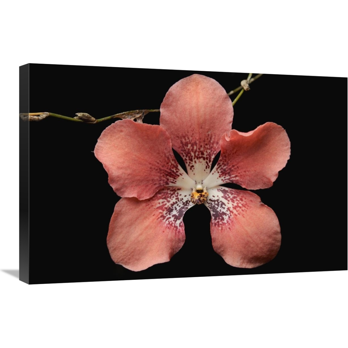 Orchid flower, Sabah, Borneo, Malaysia-Canvas Art-30&quotx20"