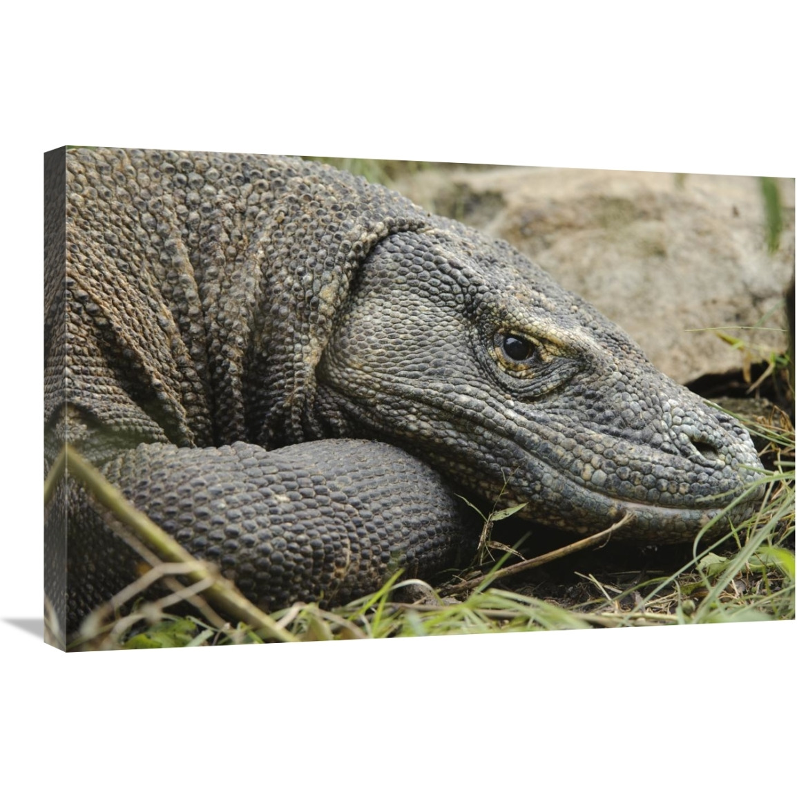 Komodo Dragon, Nusa Tenggara, Indonesia-Canvas Art-30&quotx20"