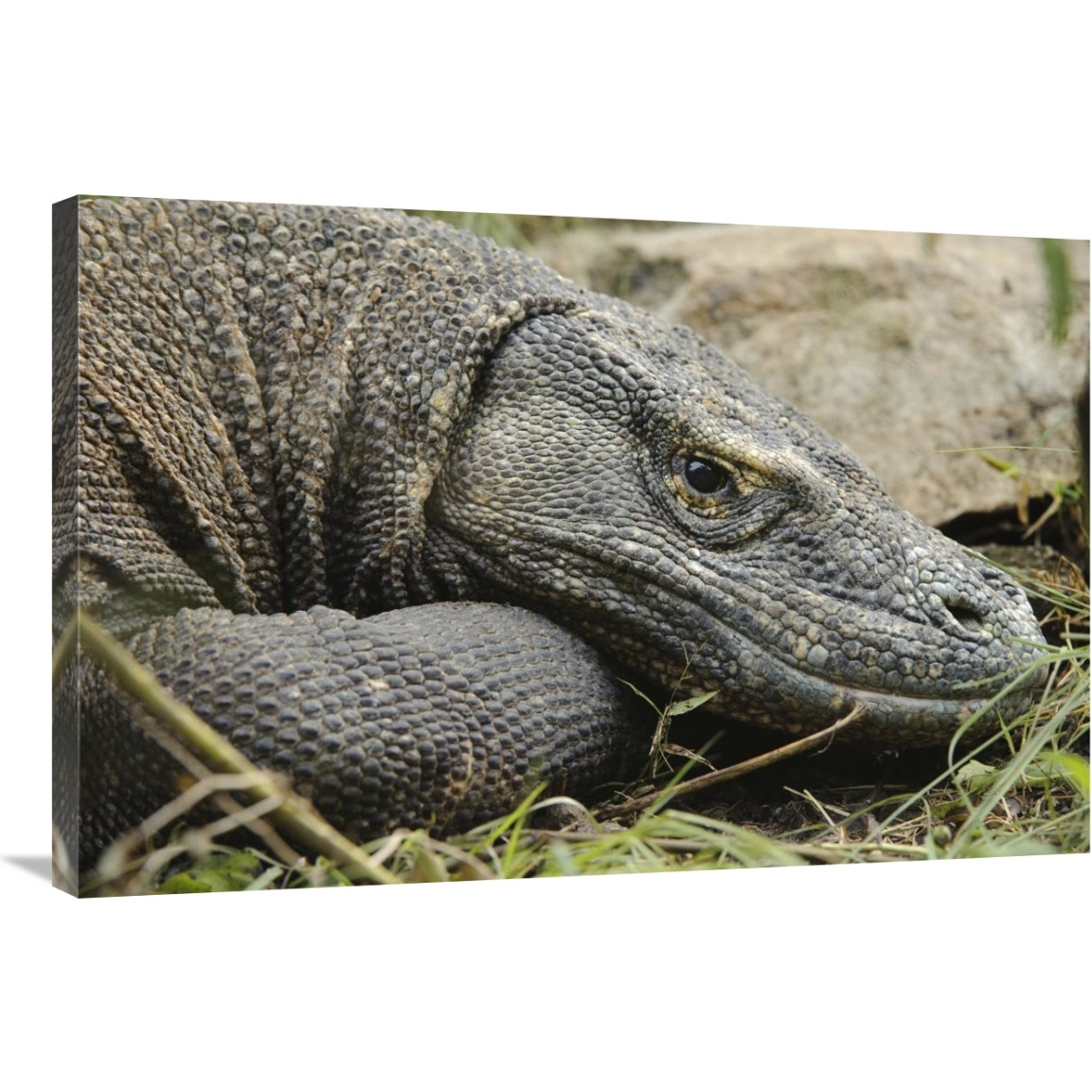 Komodo Dragon, Nusa Tenggara, Indonesia-Canvas Art-36&quotx24"