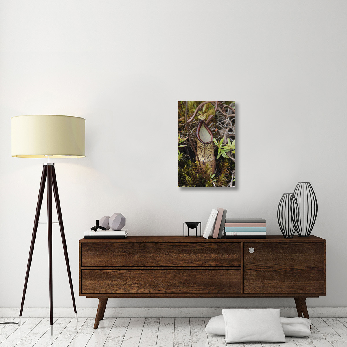 Pitcher Plant pitcher, Kelantan, Malaysia-Canvas Art-20&quotx30"