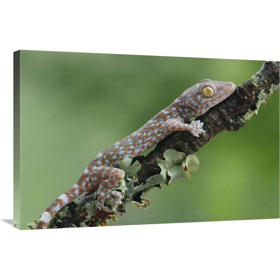 Tokay Gecko juvenile, Uthai Thani, Thailand-Canvas Art-36&quotx24"
