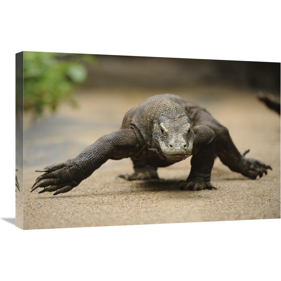Komodo Dragon walking, Nusa Tenggara, Indonesia-Canvas Art-30&quotx20"