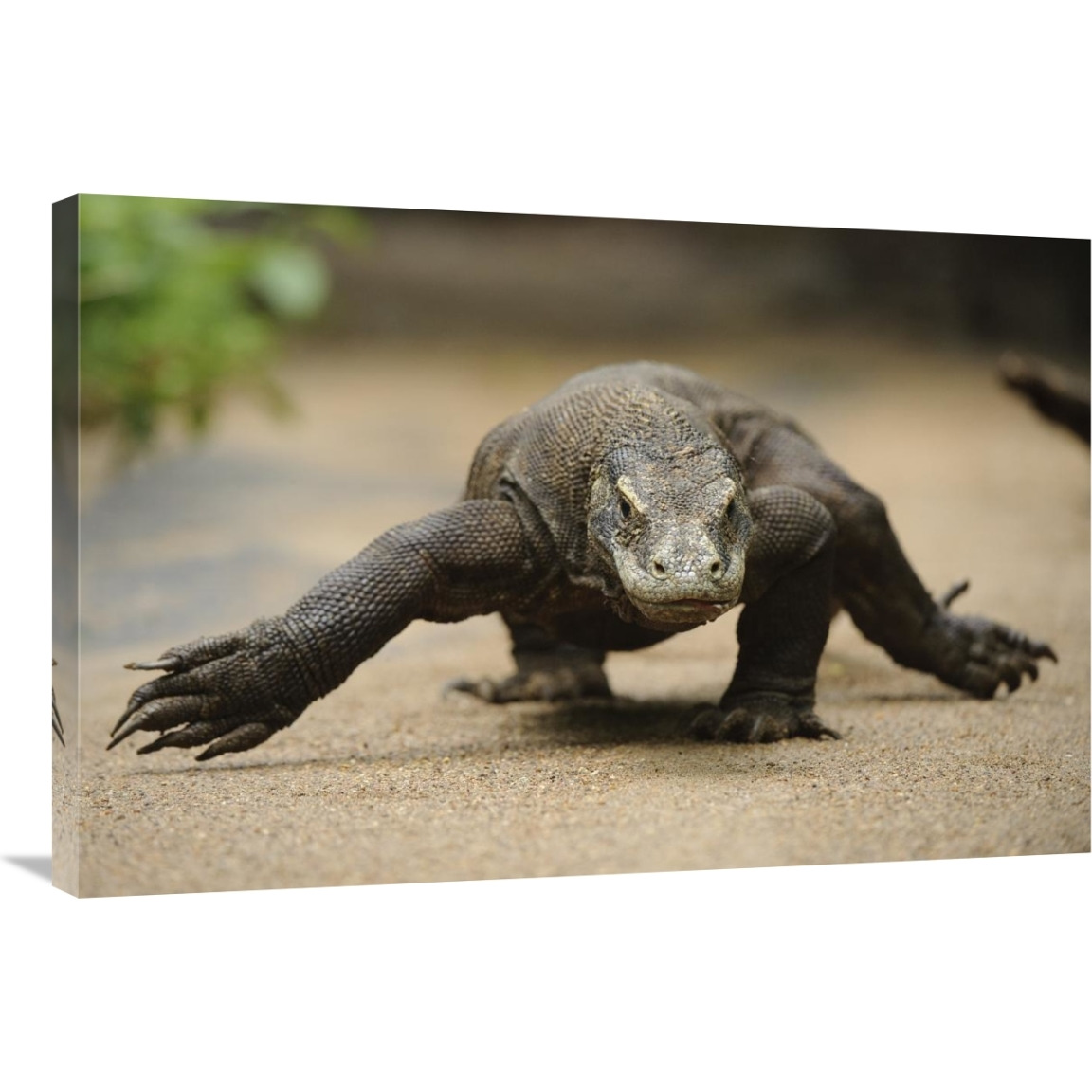 Komodo Dragon walking, Nusa Tenggara, Indonesia-Canvas Art-36&quotx24"