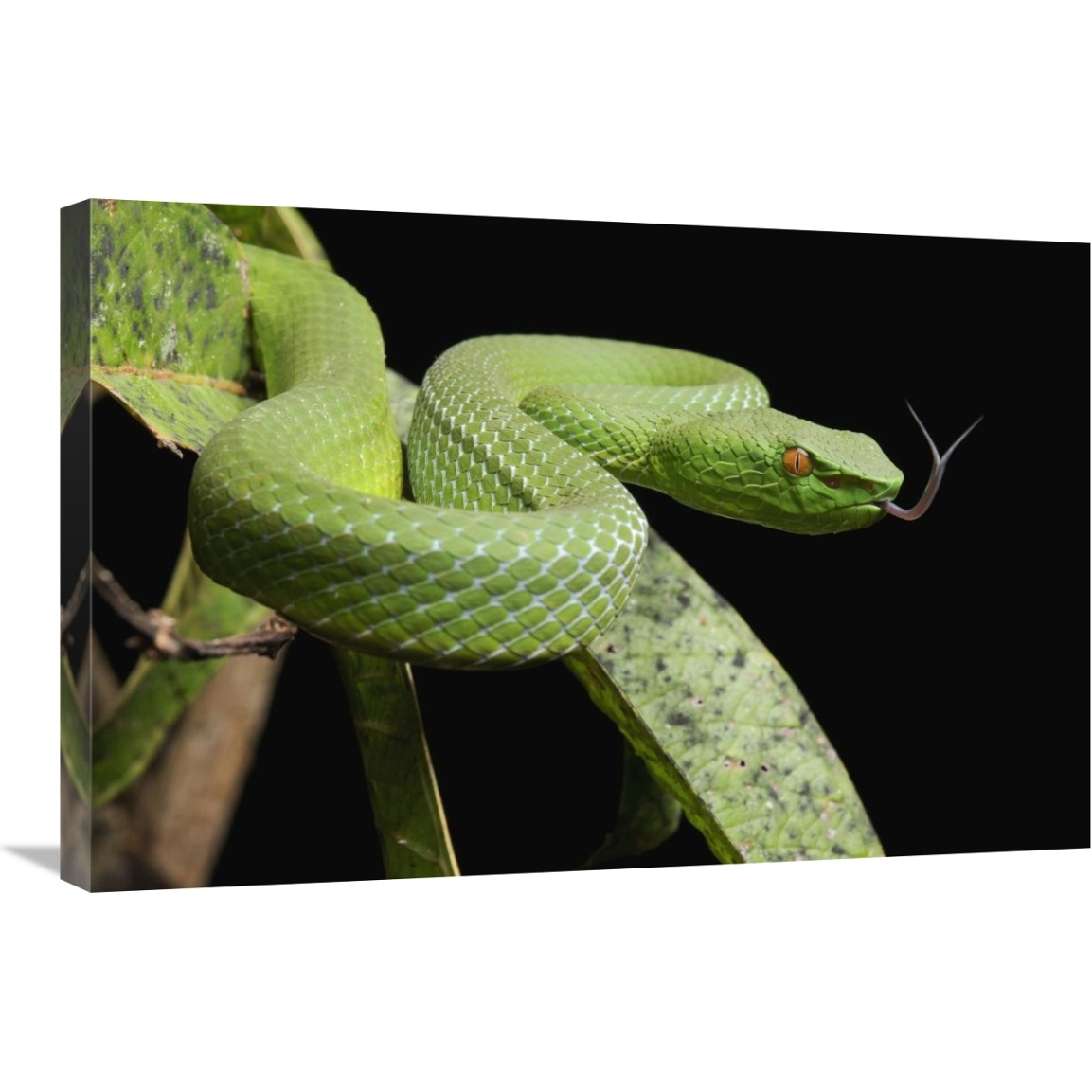 Sabah Bamboo Pitviper, Sarawak, Borneo, Malaysia-Canvas Art-30&quotx20"