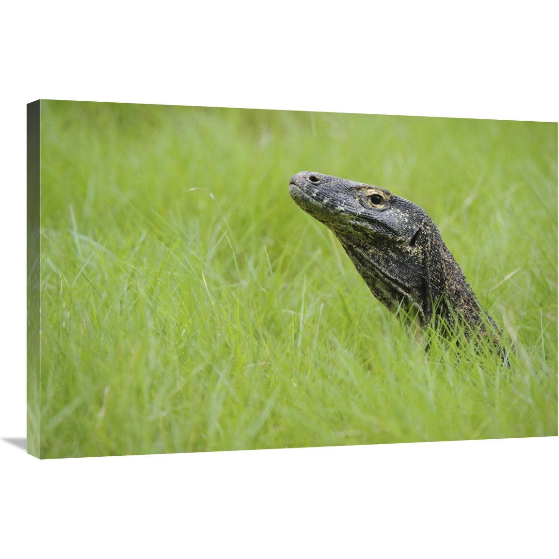 Komodo Dragon in grass, Nusa Tenggara, Indonesia-Canvas Art-36&quotx24"