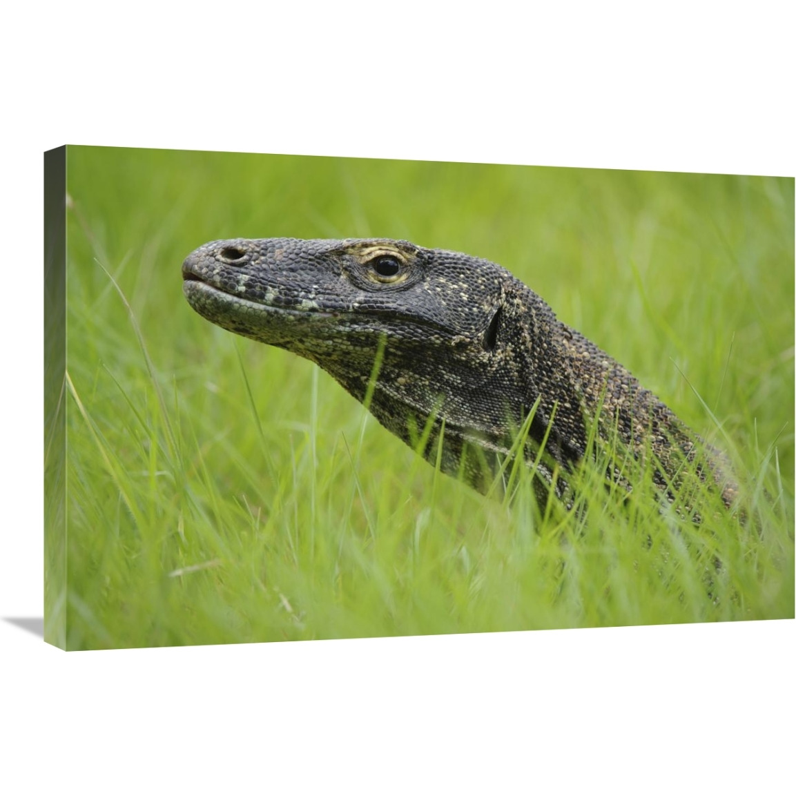 Komodo Dragon in grass, Nusa Tenggara, Indonesia-Canvas Art-30&quotx20"