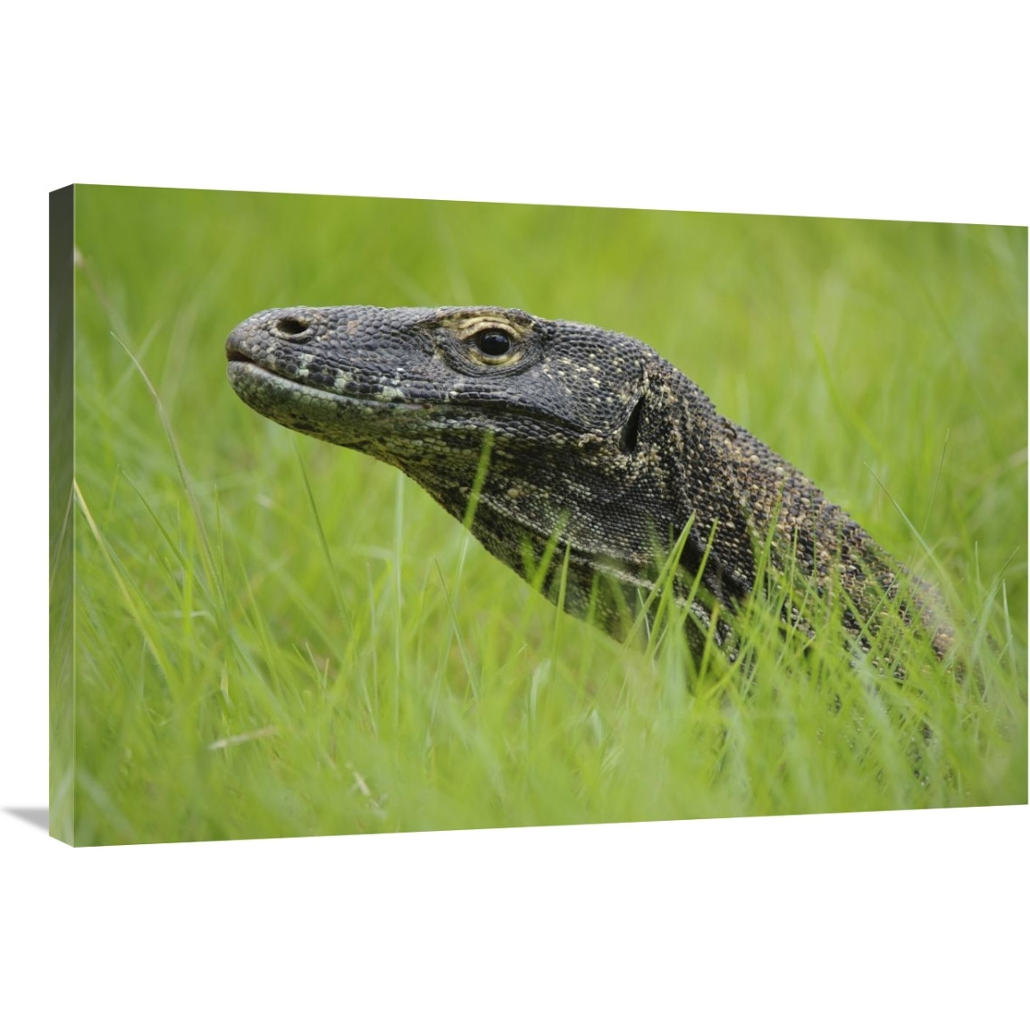 Komodo Dragon in grass, Nusa Tenggara, Indonesia-Canvas Art-36&quotx24"