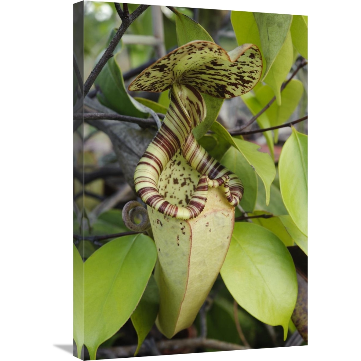 Pitcher Plant pitcher, Brunei, Borneo, Indonesia-Canvas Art-20&quotx30"