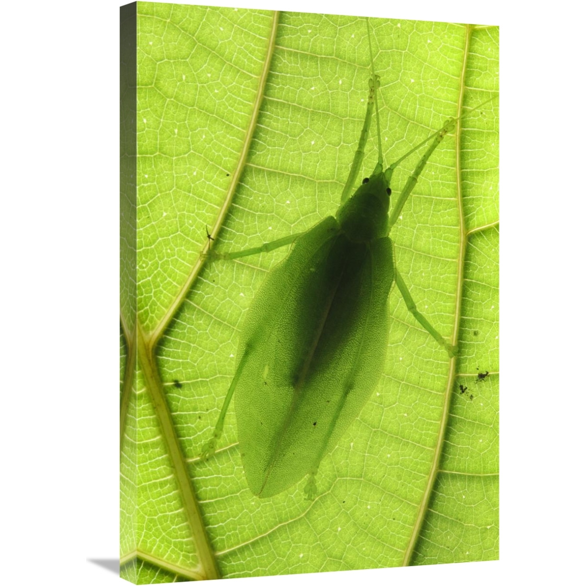 Katydid camouflaged on leaf, Sabah, Borneo, Malaysia-Canvas Art-20&quotx30"