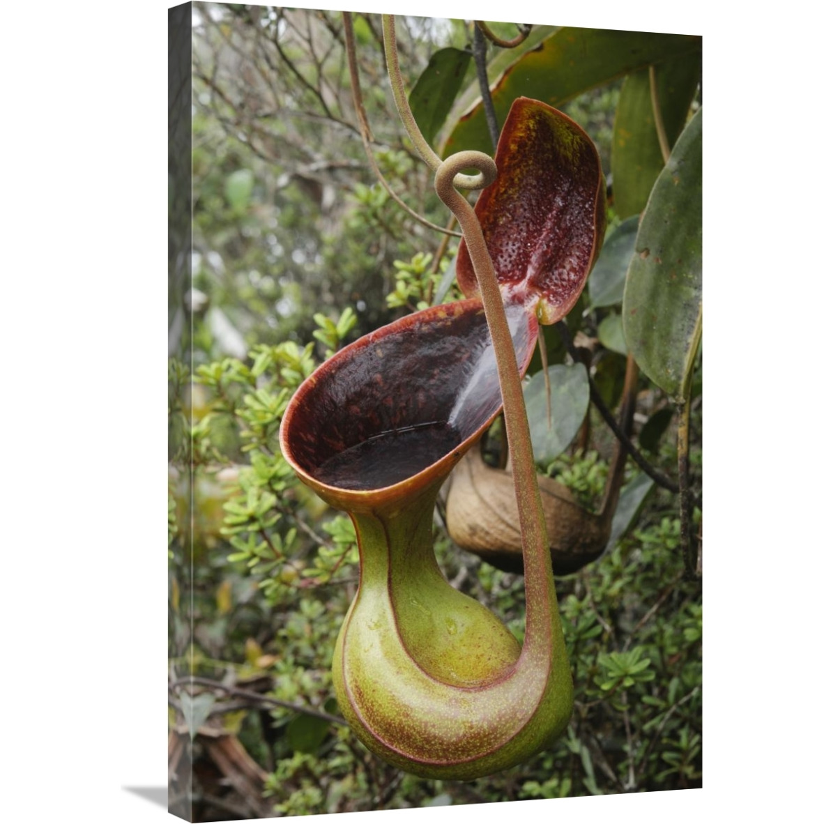 Low&quots Pitcher Plant pitcher, Sabah, Borneo, Malaysia-Canvas Art-20&quotx30"