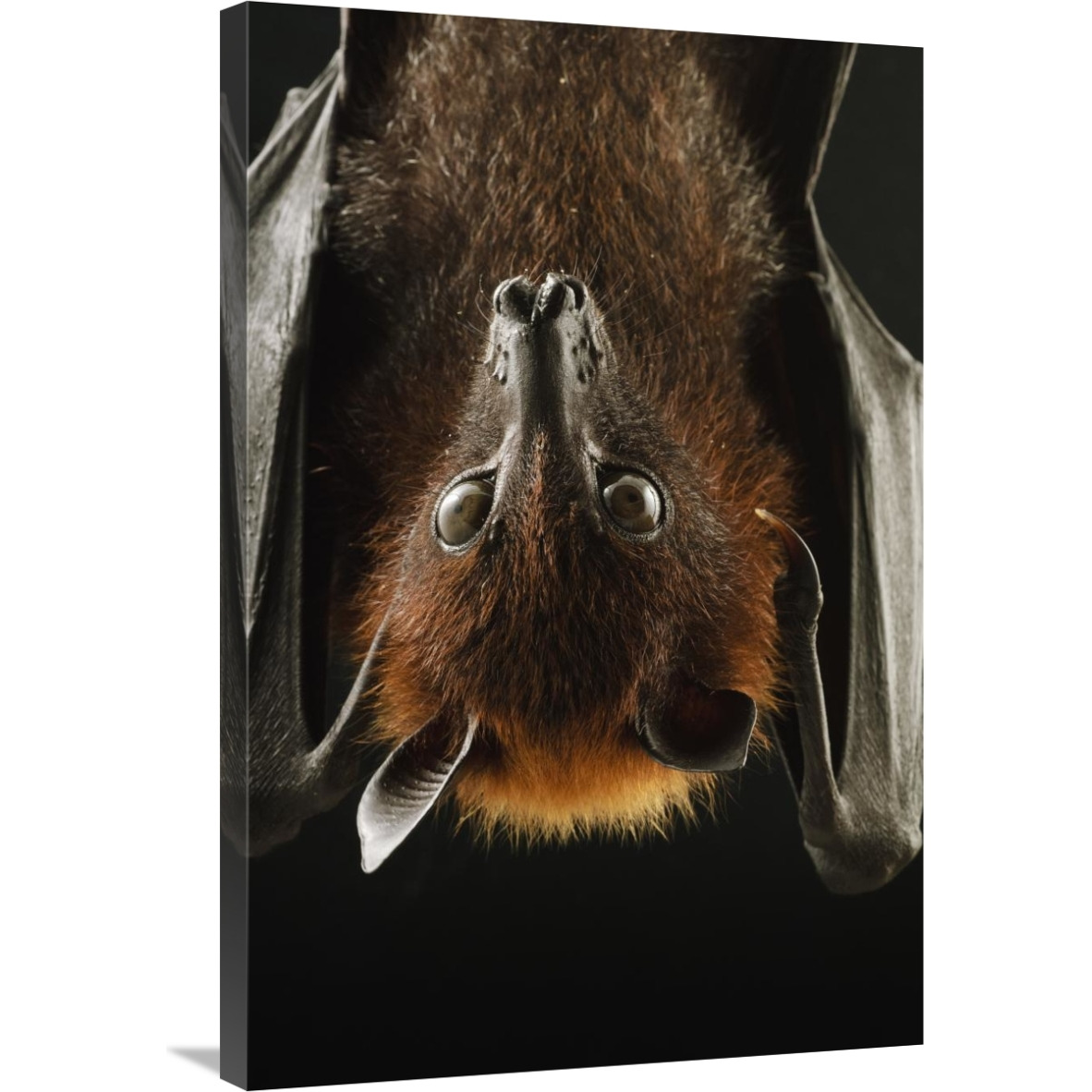 Large Flying Fox roosting, Kuching, Borneo, Malaysia-Canvas Art-24&quotx36"