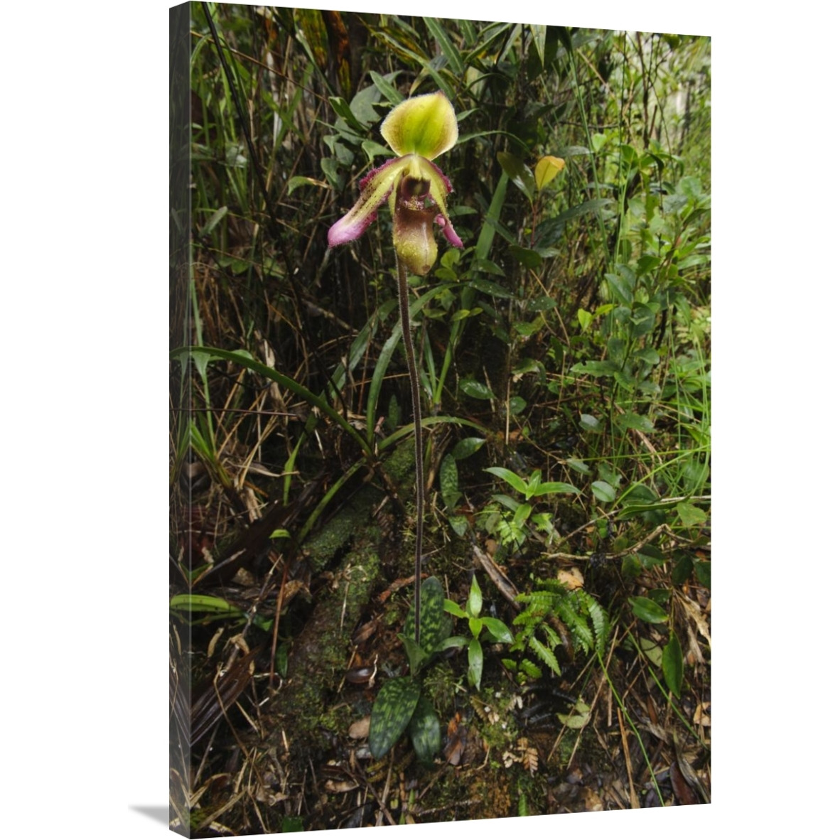 Orchid flower in rainforest, Sabah, Borneo, Malaysia-Canvas Art-24&quotx36"