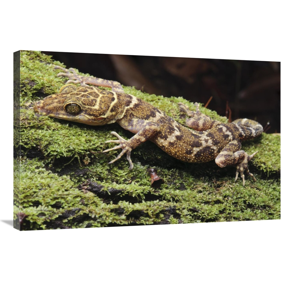 Borneo Bow-fingered Gecko, Sarawak, Borneo, Malaysia-Canvas Art-36&quotx24"