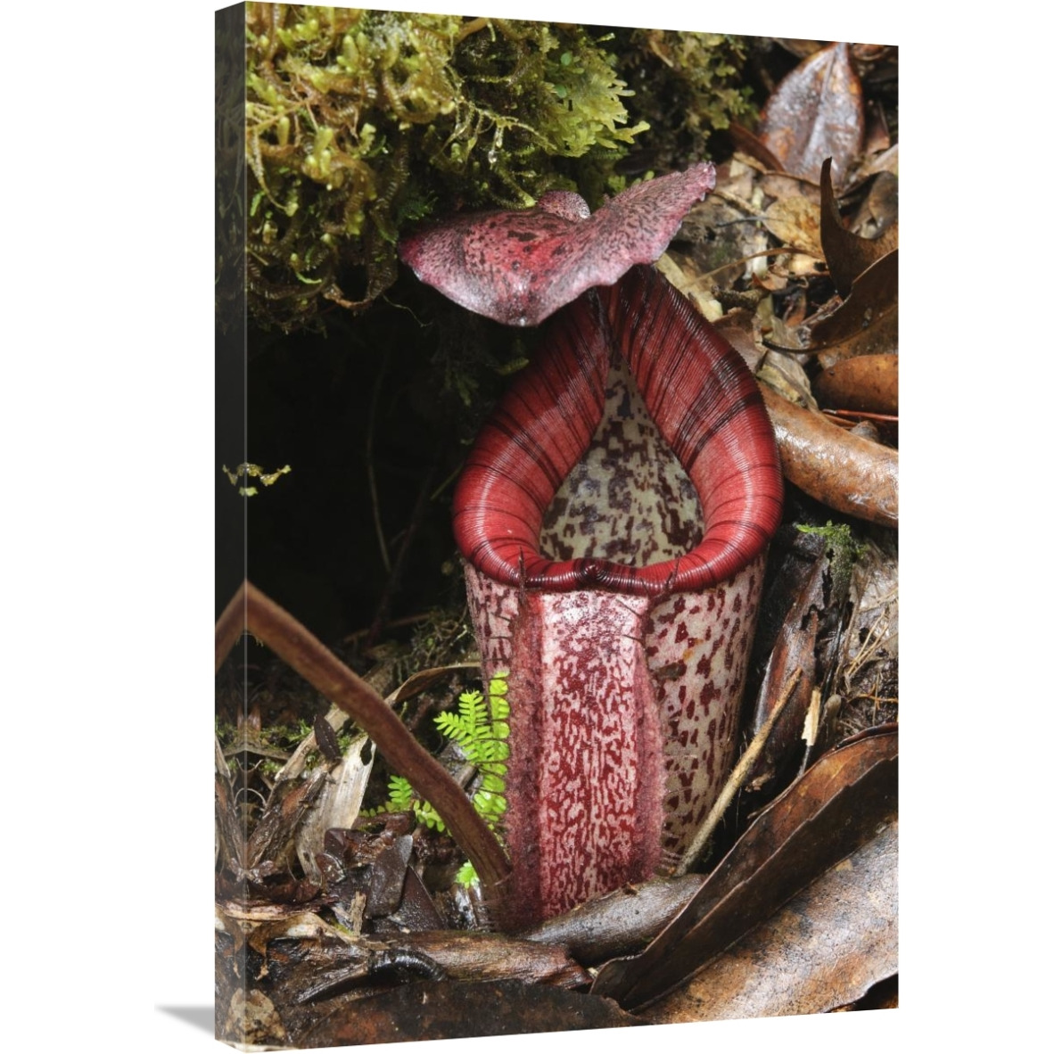Burbidge&quots Pitcher Plant pitcher, Sabah, Borneo, Malaysia-Canvas Art-20&quotx30"