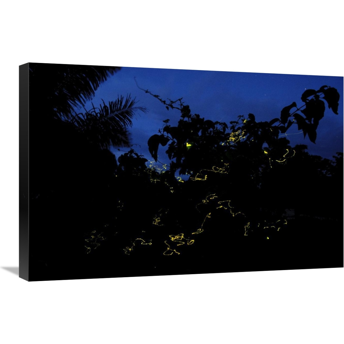 Firefly group lighting up at night, North Maluku, Indonesia-Canvas Art-30&quotx20"