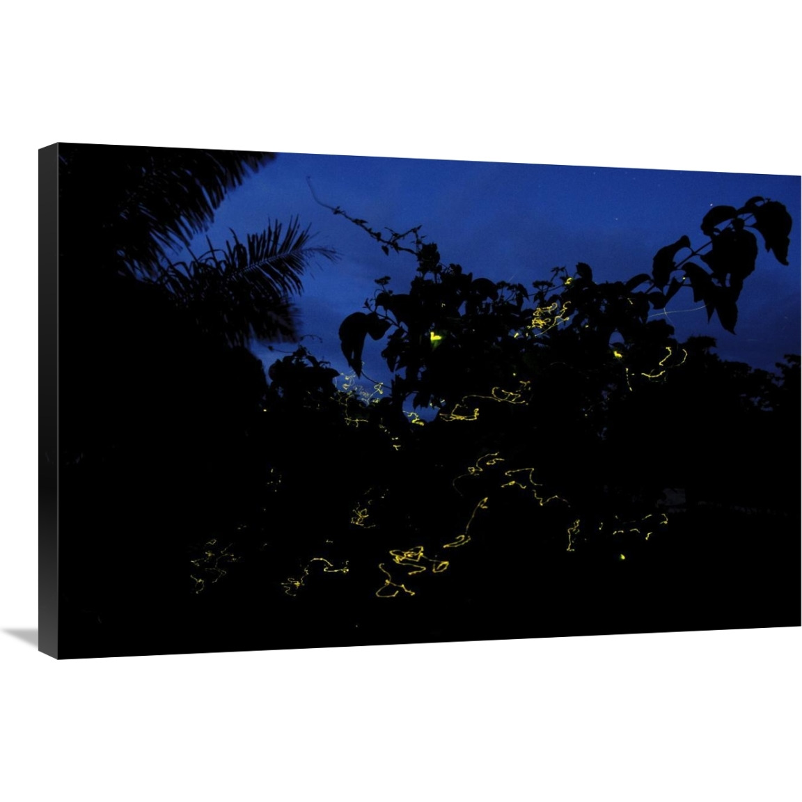 Firefly group lighting up at night, North Maluku, Indonesia-Canvas Art-36&quotx24"