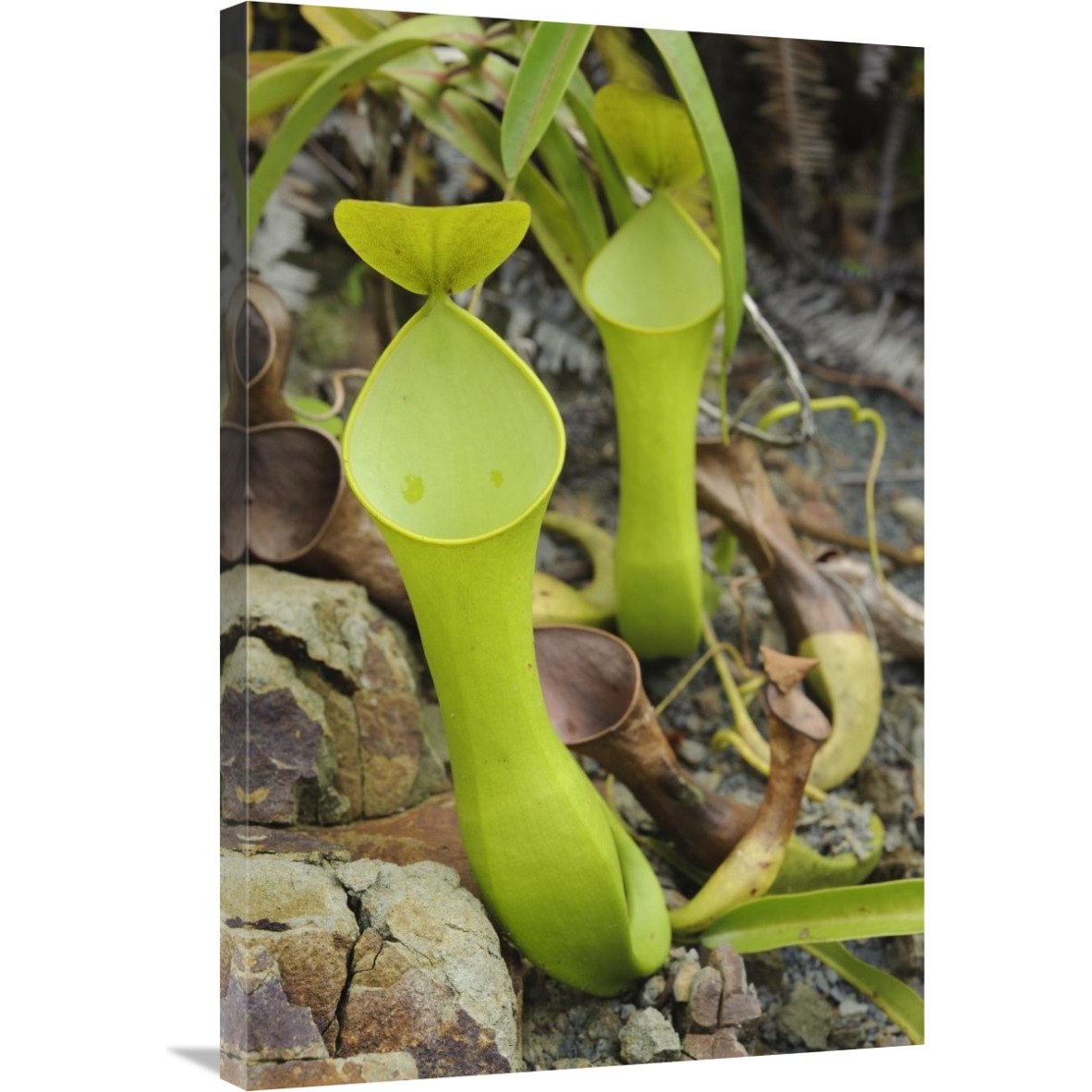 Reinwardt&quots Pitcher Plant pitchers, Sarawak, Borneo, Malaysia-Canvas Art-24&quotx36"