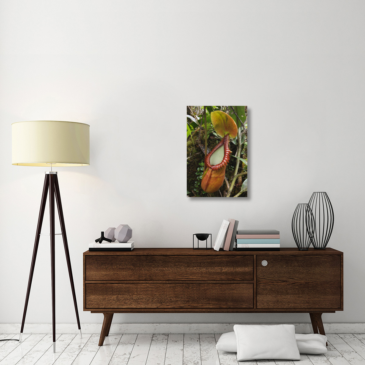 Pitcher Plant pitcher, Gunung Trus Madi, Sabah, Borneo, Malaysia-Canvas Art-20&quotx30"