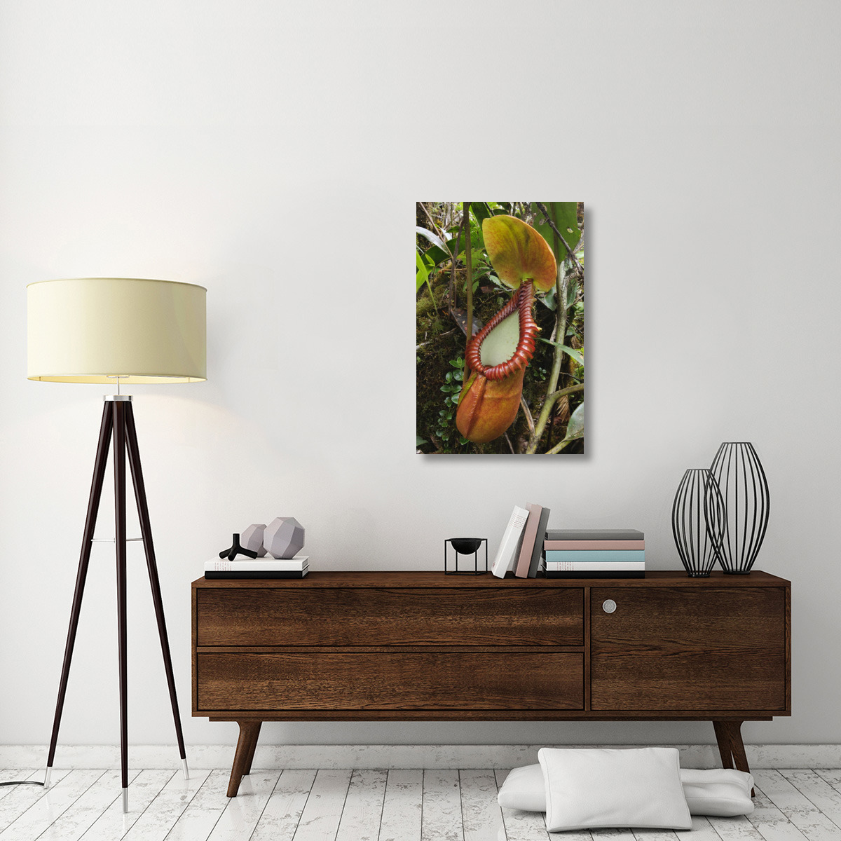 Pitcher Plant pitcher, Gunung Trus Madi, Sabah, Borneo, Malaysia-Canvas Art-24&quotx36"