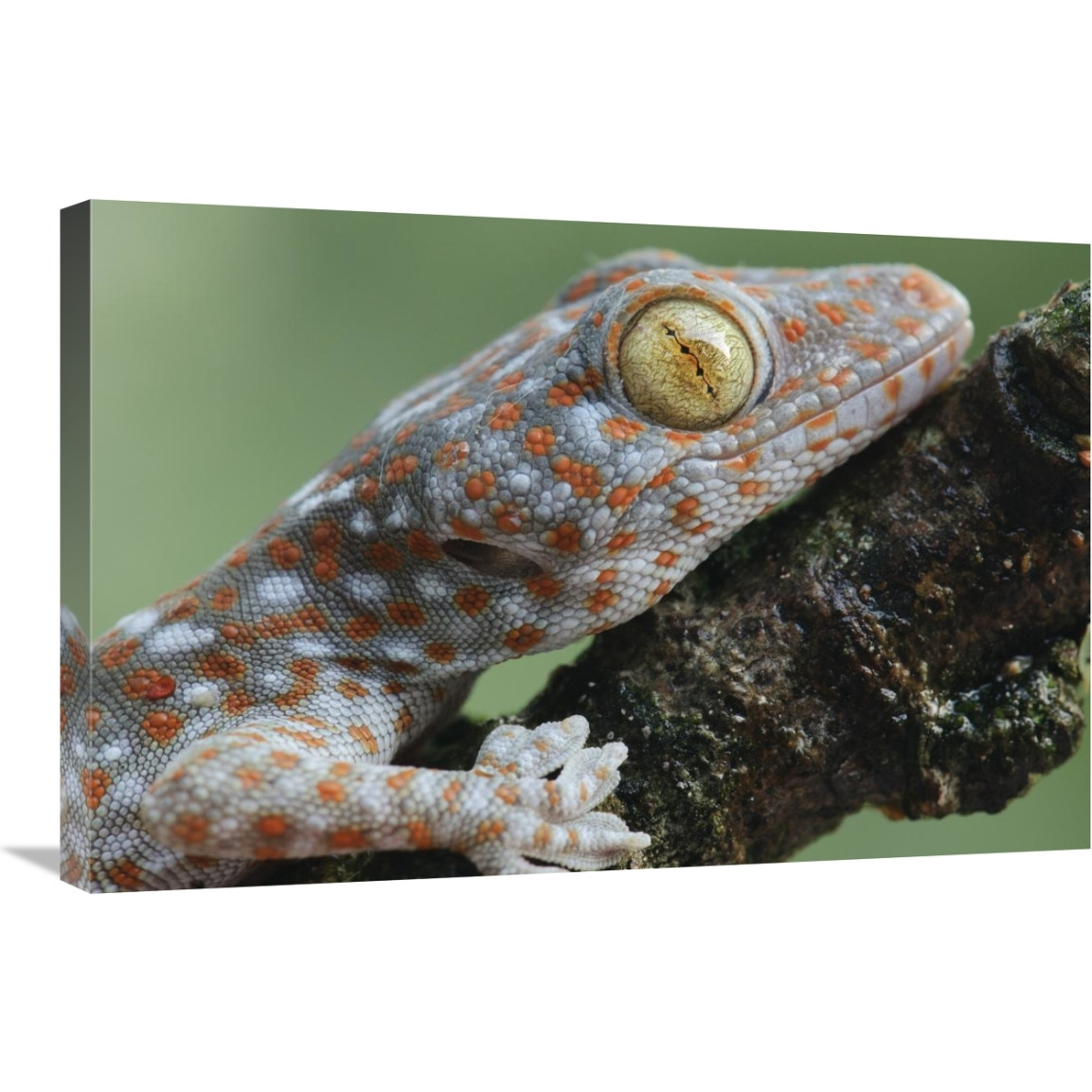 Tokay Gecko juvenile showing vertical pupil, Uthai Thani, Thailand-Canvas Art-30&quotx20"