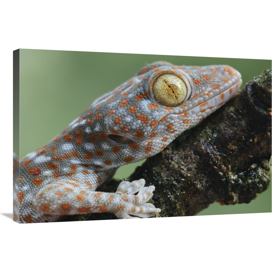 Tokay Gecko juvenile showing vertical pupil, Uthai Thani, Thailand-Canvas Art-36&quotx24"