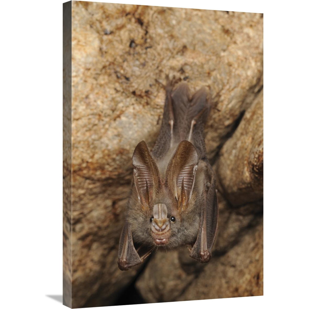 Lesser False Vampire Bat roosting in cave, Sekunyit, Bau, Malaysia-Canvas Art-20&quotx30"