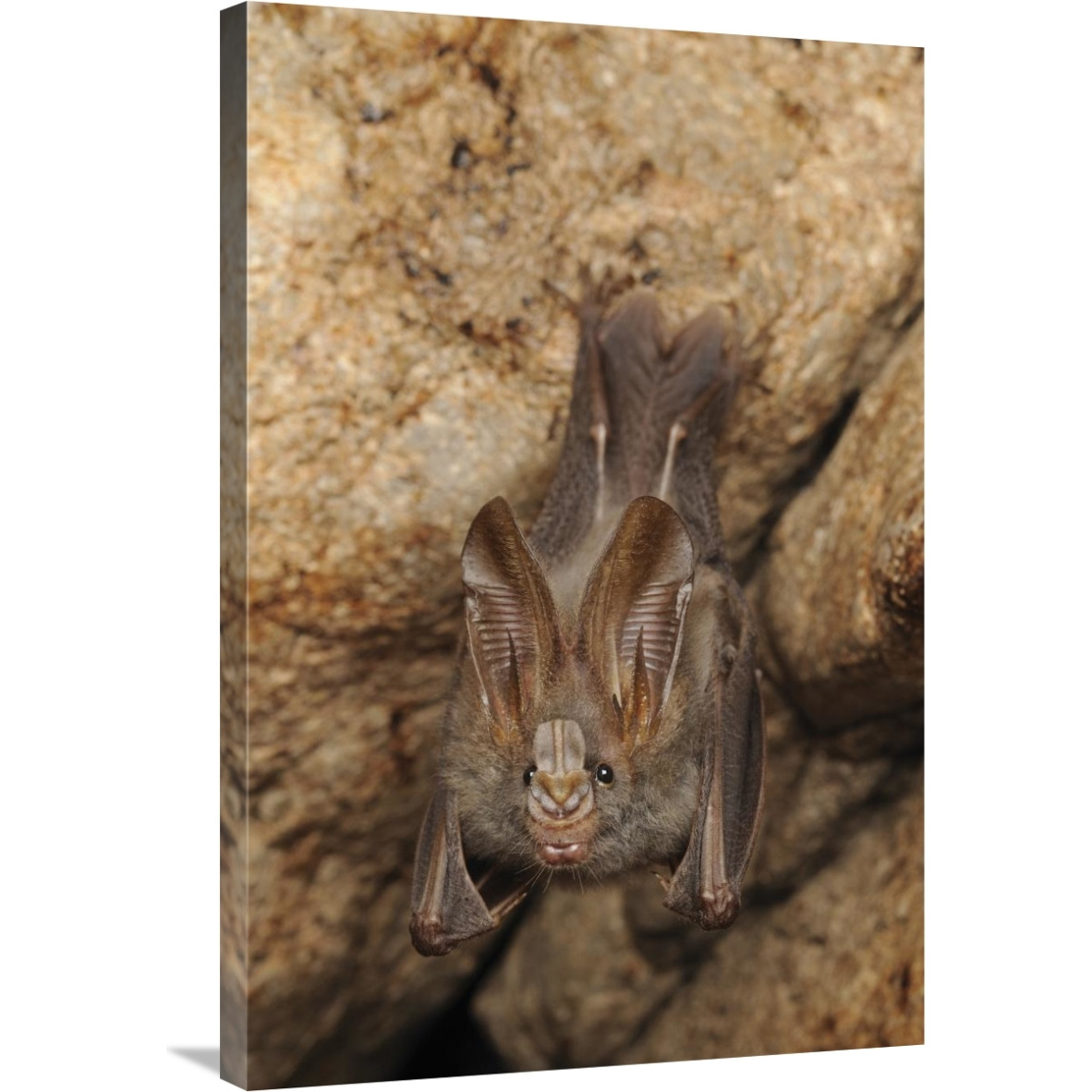 Lesser False Vampire Bat roosting in cave, Sekunyit, Bau, Malaysia-Canvas Art-24&quotx36"