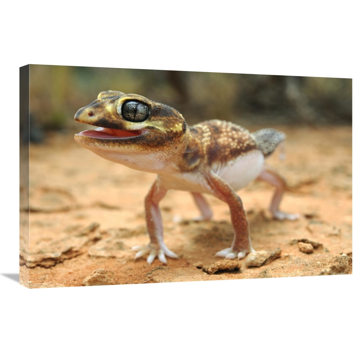Knob-tailed Gecko in defensive posture, Western Australia, Australia-Canvas Art-30&quotx20"